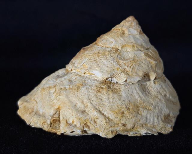 Xenophora agglutinans LAMARCK 1804 - Bild © FossNet FossilienStore